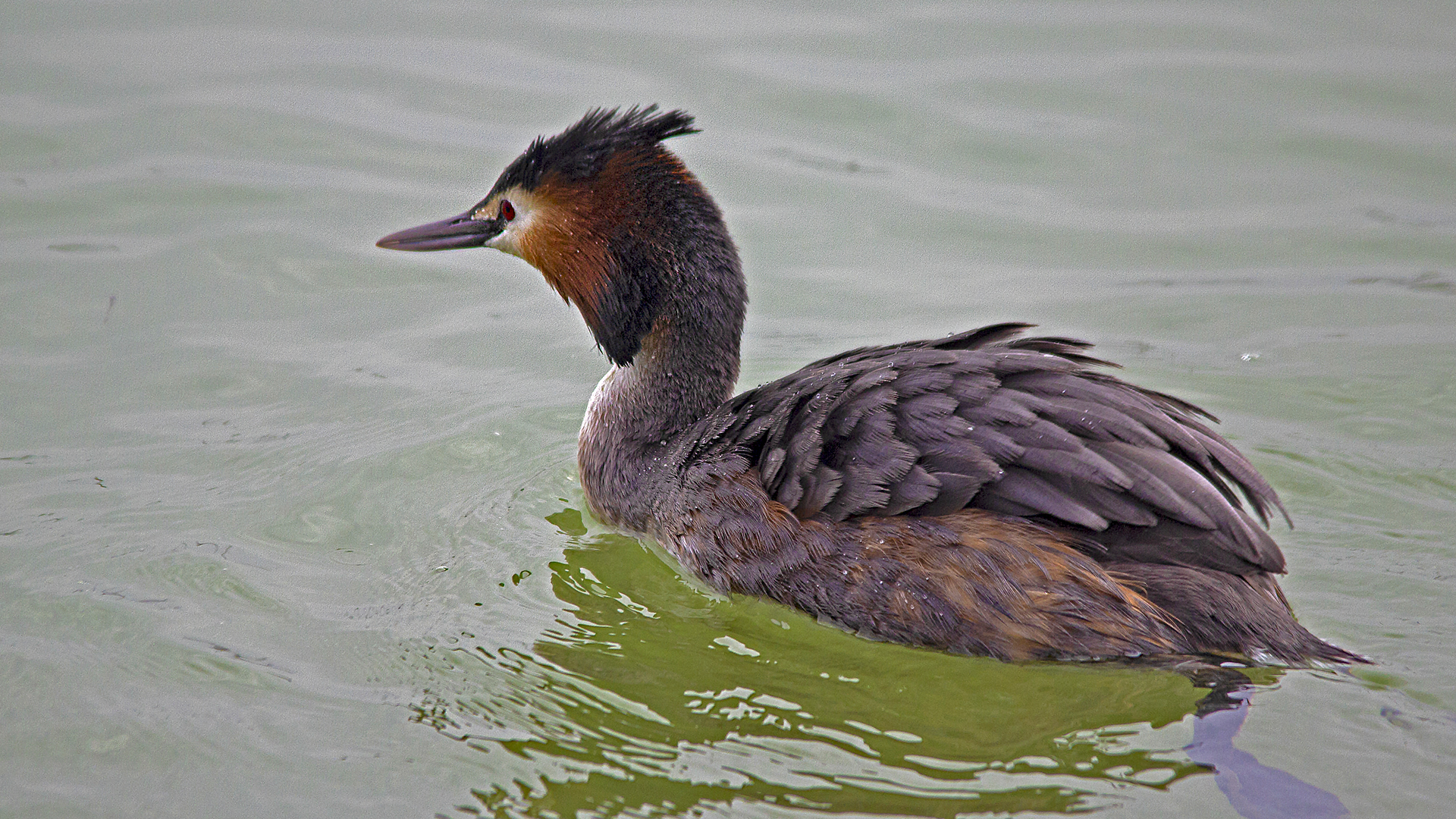 Great Crested Grebe